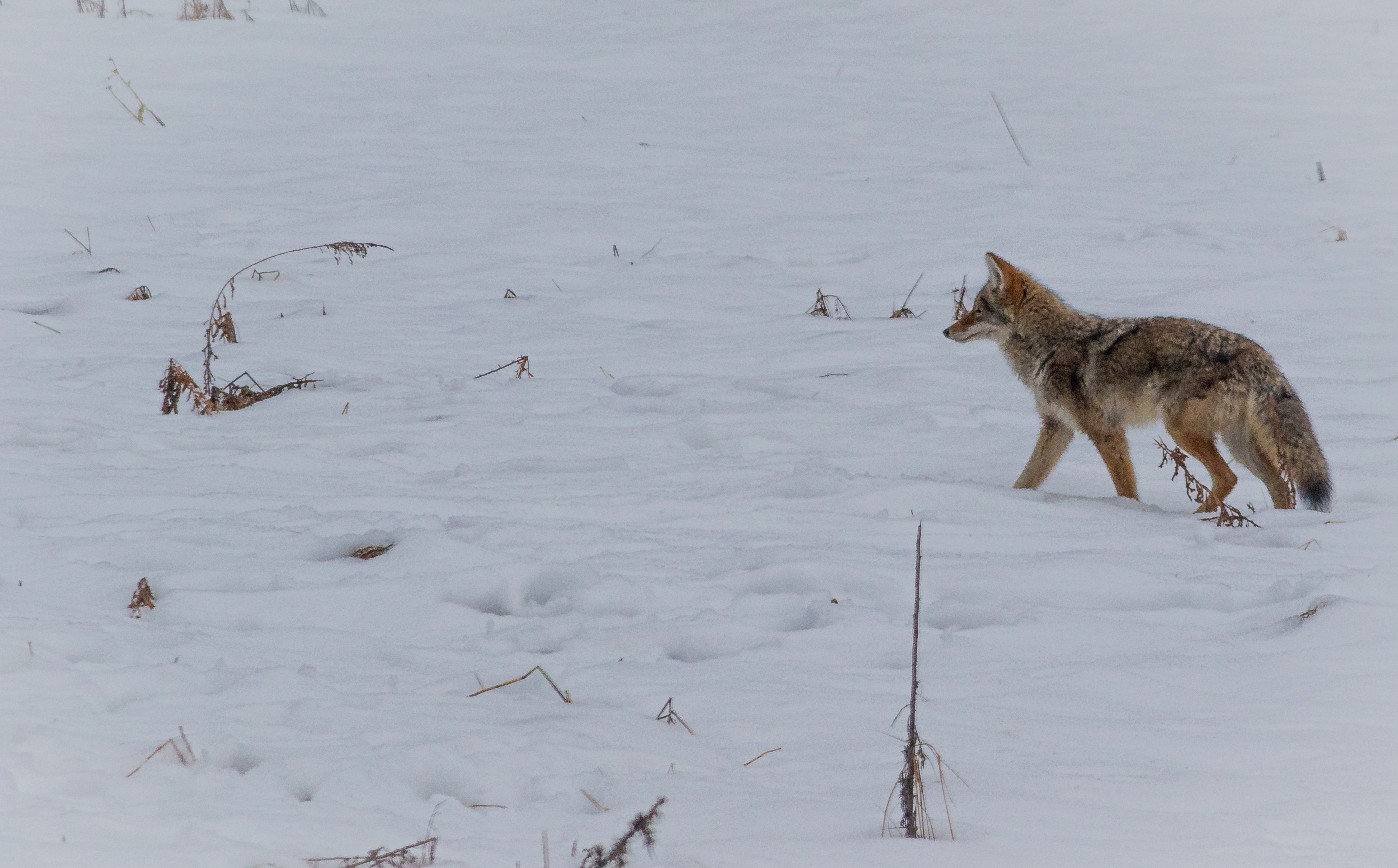 Coyote pausing mid-stride in a snow-covered Yosemite Valley meadow